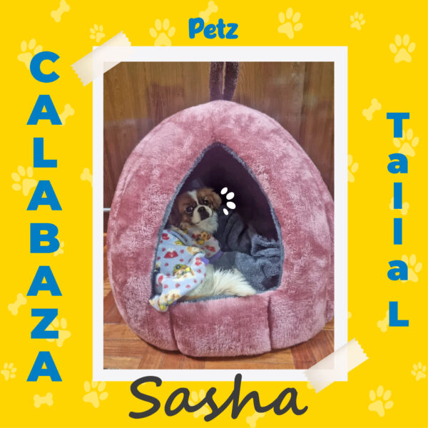 Casa Calabaza para Mascotas - Imagen 8