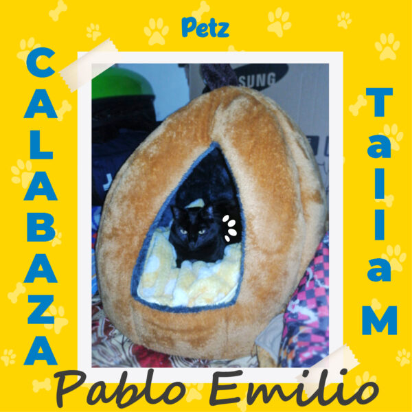 Casa Calabaza para Mascotas - Imagen 9