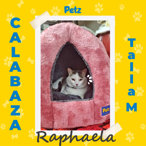 Casa Calabaza para Mascotas - Imagen 11