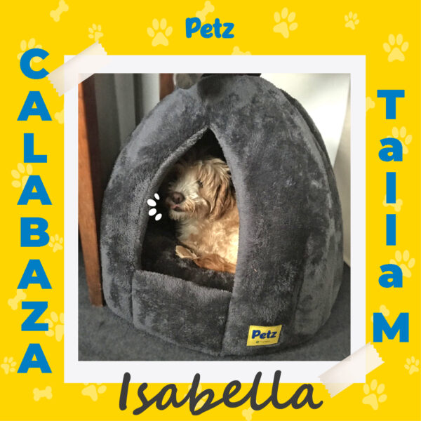 Casa Calabaza para Mascotas - Imagen 12