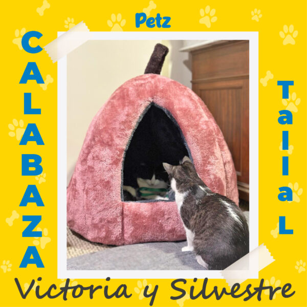 Casa Calabaza para Mascotas - Imagen 13