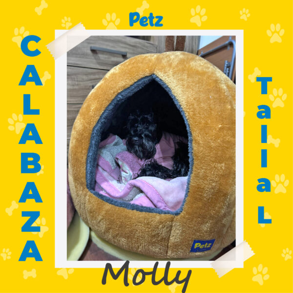 Casa Calabaza para Mascotas - Imagen 16