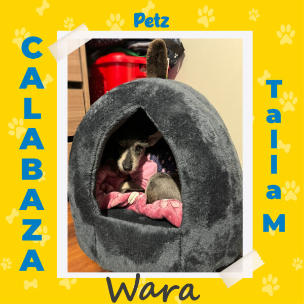 Casa Calabaza para Mascotas - Imagen 17