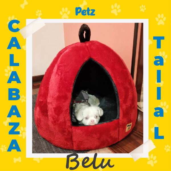 Casa Calabaza para Mascotas - Imagen 20