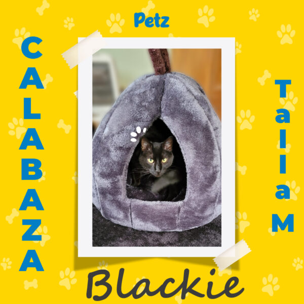 Casa Calabaza para Mascotas - Imagen 7