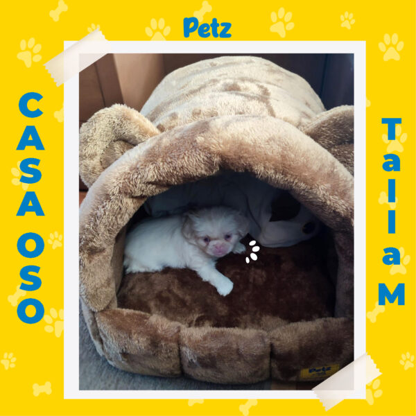 Cama Oso para Mascotas - Imagen 17